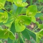Chamaesyce serpens Цвят