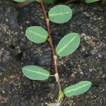 Alysicarpus vaginalis Leaf