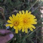 Sonchus tenerrimus Квітка