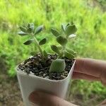 Sedum mendozaeഇല