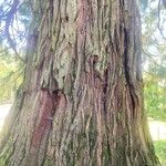 Sequoiadendron giganteum Kabuk