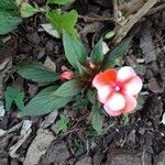 Impatiens walleriana Агульны выгляд