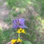 Melampyrum nemorosum Flower