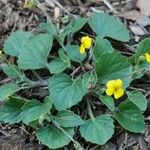 Viola purpurea Habit