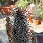 Cleistocactus hyalacanthus Inny