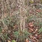 Agrostis exarata Συνήθη χαρακτηριστικά
