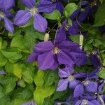 Clematis viticella फूल