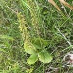 Neottia ovata Leaf