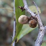 Diospyros batocana Fruit