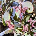 Kalanchoe fedtschenkoi पत्ता