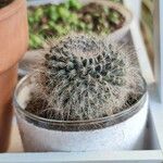 Mammillaria hahniana Feuille