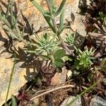 Linaria arvensis List