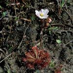 Drosera brevifolia Агульны выгляд