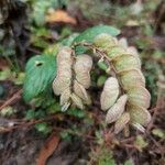 Flemingia strobilifera Листок