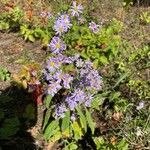 Symphyotrichum oolentangienseBlüte