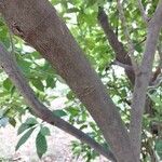 Psychotria carthagenensis Corteza