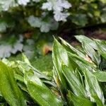 Aspidistra sichuanensis Yaprak