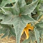 Cucurbita foetidissima Blad