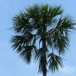 Sabal mexicana Blad