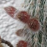 Cleistocactus baumannii Kvet