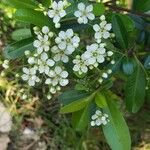 Pyracantha coccineaŽiedas