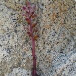 Orobanche gracilis Corteza