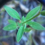 Clarkia rhomboidea Blatt