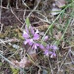 Polygala comosa Çiçek