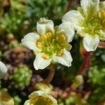 Saxifraga moschata Blodyn