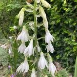 Galtonia candicans Flower