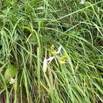 Anthericum ramosumFlower