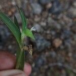 Commelina ensifolia 花