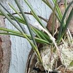 Brassavola acaulis Flower