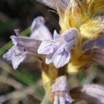 Phelipanche purpurea Цветок