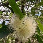 Syzygium jambos Lorea