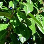 Prunus laurocerasus 葉