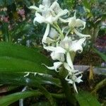 Prosthechea chacaoensis Flower