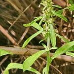 Gamochaeta purpurea Flower