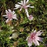 Crepis rubra Blüte