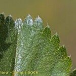 Alchemilla subcrenata Frunză