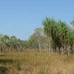 Pandanus spiralis Hoja