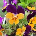 Viola tricolor Кветка