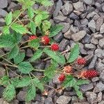 Rubus ursinus 整株植物