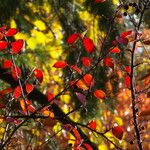 Cotoneaster divaricatus Ліст