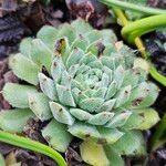 Sempervivum montanumFolio