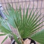 Washingtonia filifera পাতা