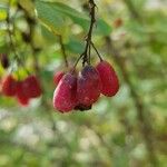 Berberis vulgaris Hedelmä