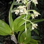 Dendrobium macrophyllum Habit