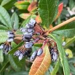 Berberis julianae Fruit