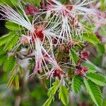 Calliandra eriophylla Žiedas